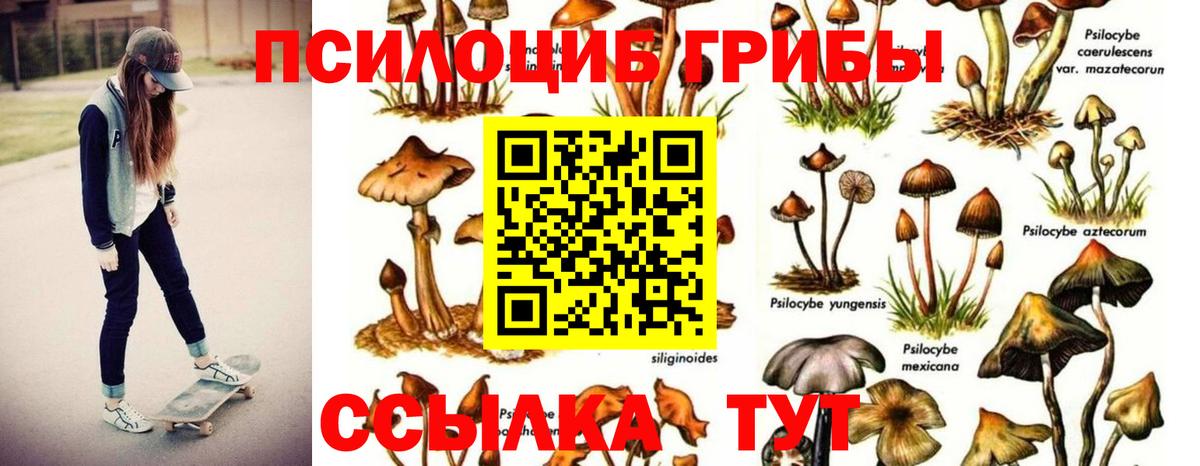 Славгород  Галлюциногенные грибы прущие грибы  Вход с VPN 